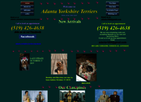 Adantayorkshireterriers.com thumbnail