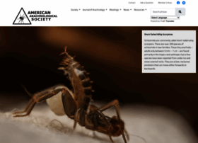 Americanarachnology.org thumbnail