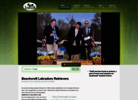 Beechcroftlabradors.com thumbnail