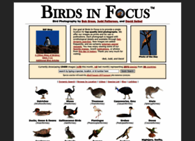 Birdsinfocus.com thumbnail