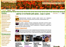 Bookflowers.ru thumbnail