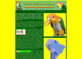Caique-parrot-pet-birds.com thumbnail