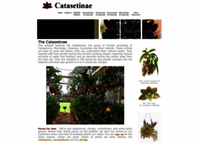 Catasetinae.com thumbnail