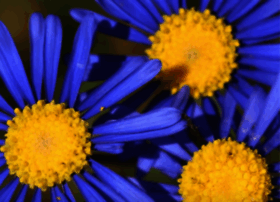 Darlingwildflowers.co.za thumbnail