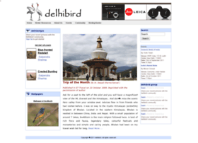 Delhibird.com thumbnail