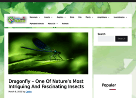 Dragonfly-site.com thumbnail