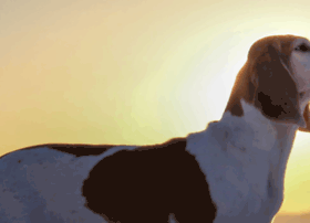 Harehund.net thumbnail