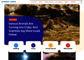 Honesttopaws.com thumbnail