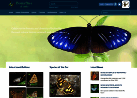 Ifoundbutterflies.org thumbnail