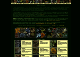 Irishlichens.ie thumbnail Irishlichens.ie thumbnail