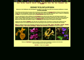 Irishwildflowers.ie thumbnail