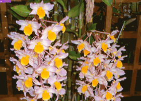 Jos-orchids.org thumbnail