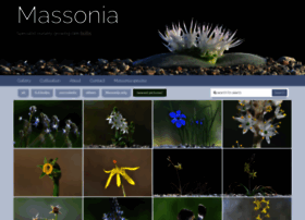 Massonia.com thumbnail