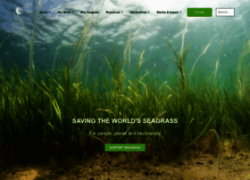Projectseagrass.org thumbnail