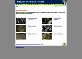 Tropicallichens.net thumbnail