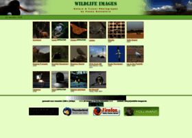 Wildlife-images.be thumbnail
