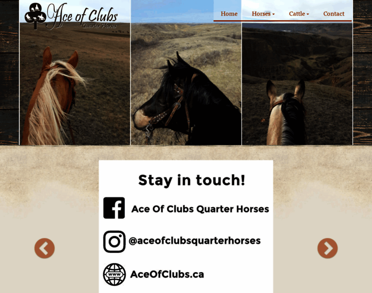 Aceofclubsquarterhorses.com thumbnail