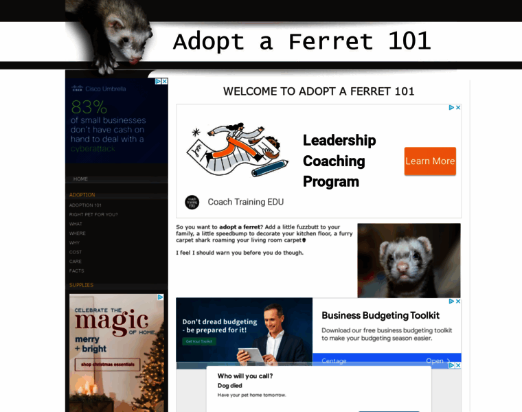 Adopt-a-ferret-101.com thumbnail