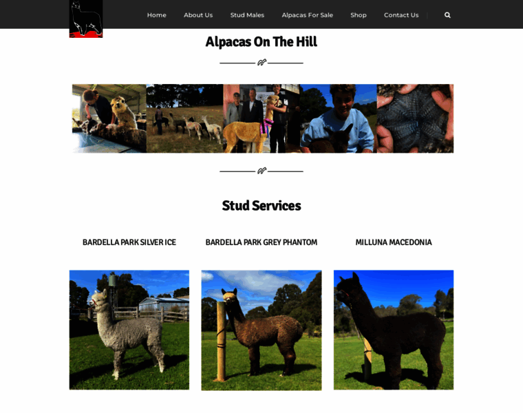 Alpacasonthehill.com.au thumbnail