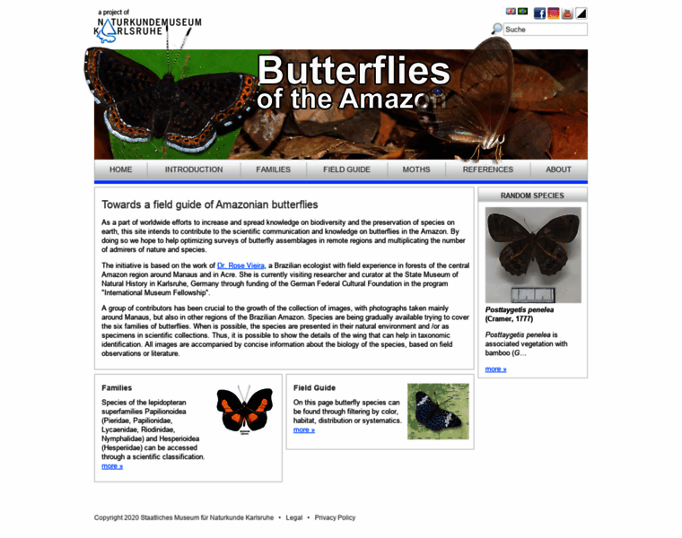 Amazonian-butterflies.net thumbnail