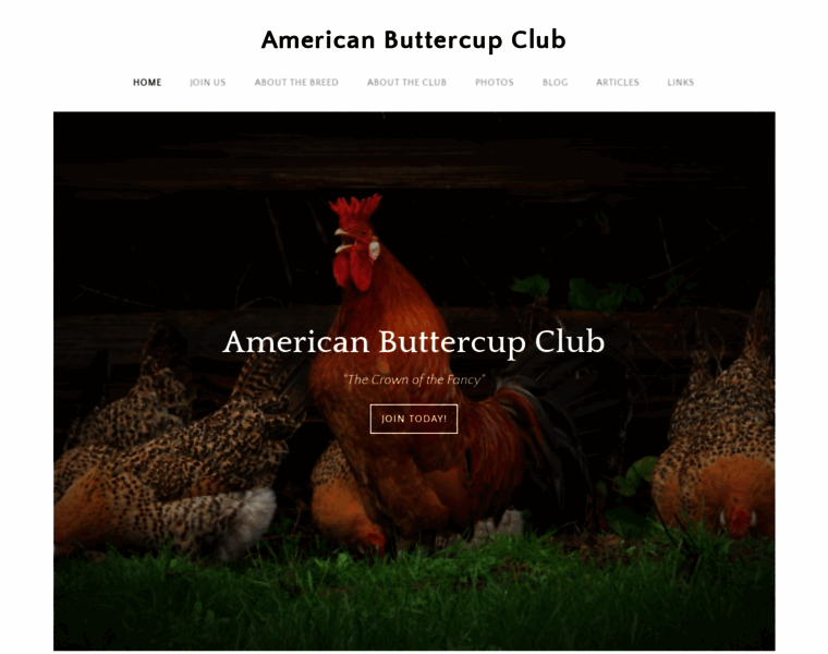 Americanbuttercupclub.org thumbnail