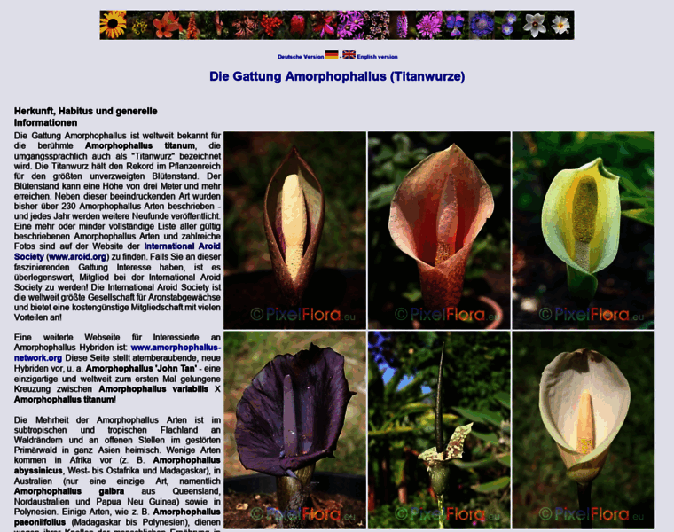 Amorphophallus.info thumbnail