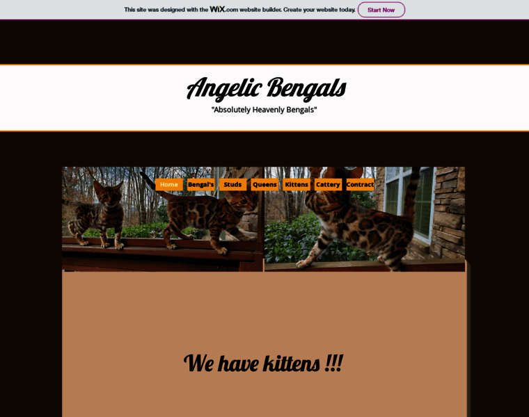Angelicbengals.com thumbnail