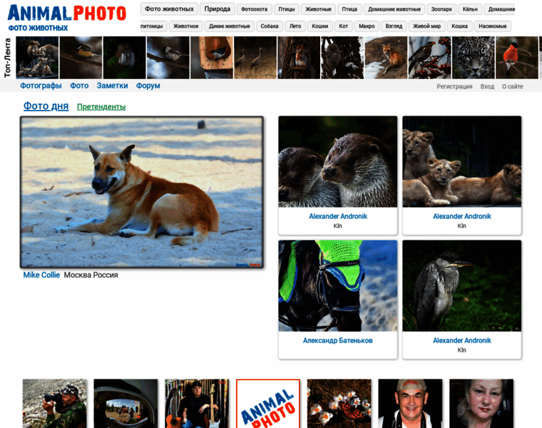 Animalphoto.ru thumbnail