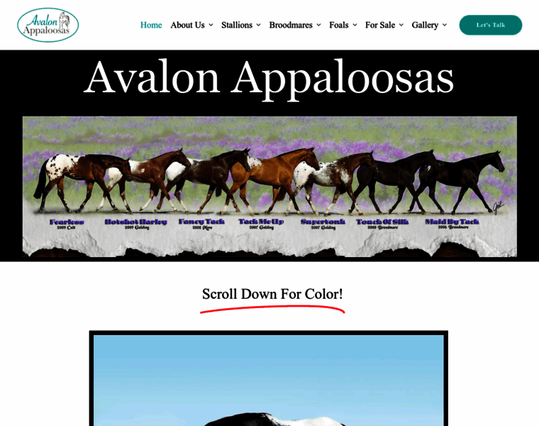 Avalonappaloosas.com thumbnail