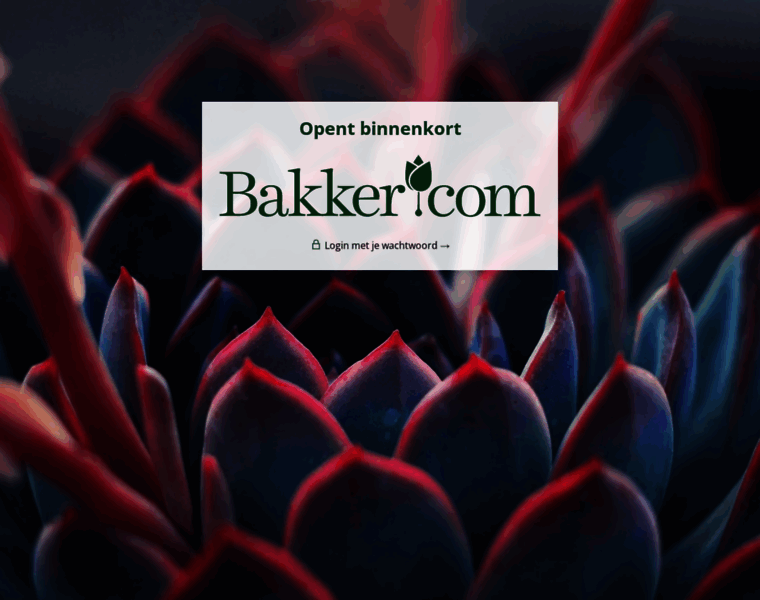 Bakker-it.com thumbnail