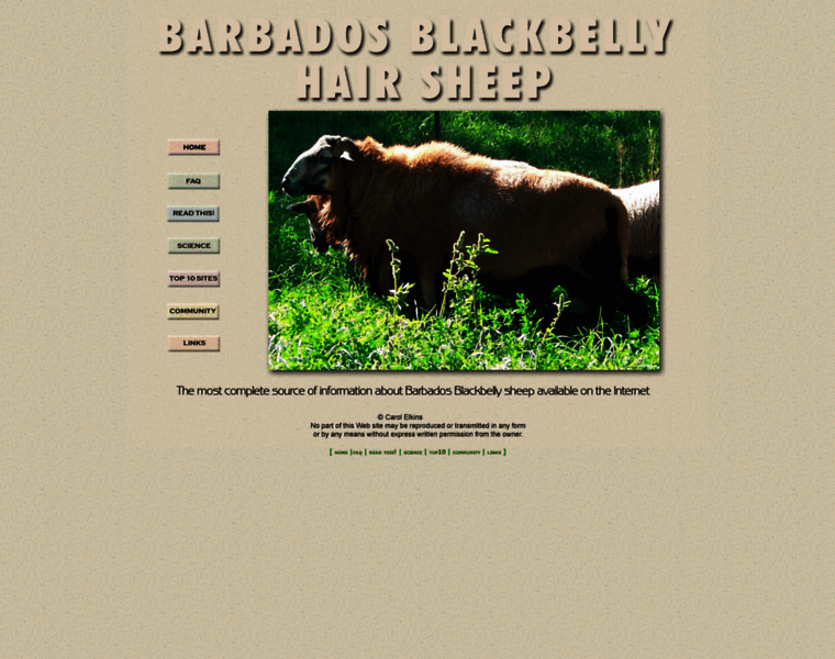 Barbadosblackbelly.com thumbnail