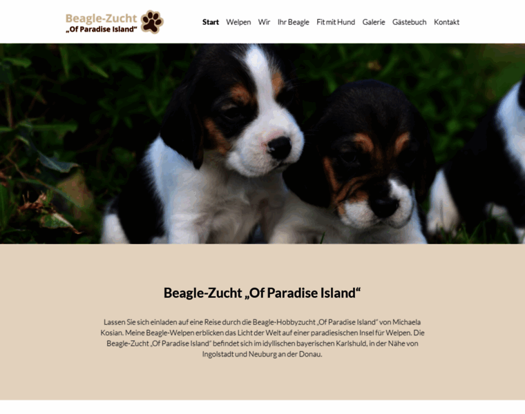 Beagle-welpen-bayern.de thumbnail