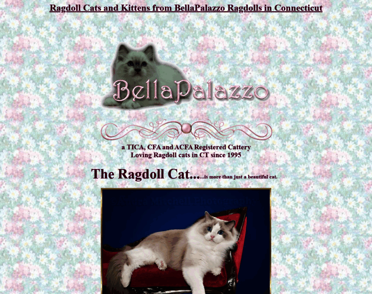 Bellapalazzo-ragdollcats.com thumbnail