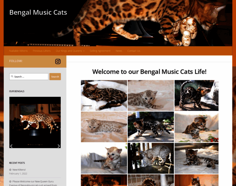 Bengalmusiccats.com thumbnail