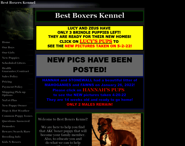Bestboxerskennel.com thumbnail