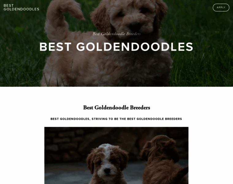 Bestgoldendoodles.com thumbnail