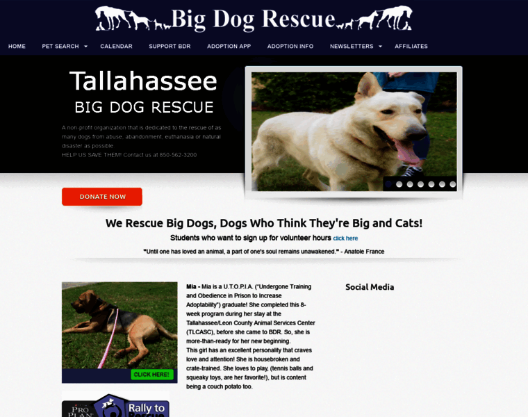 Bigdogrescue.com thumbnail