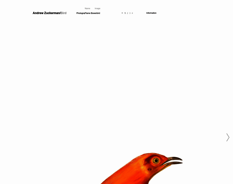 Birdbook.org thumbnail