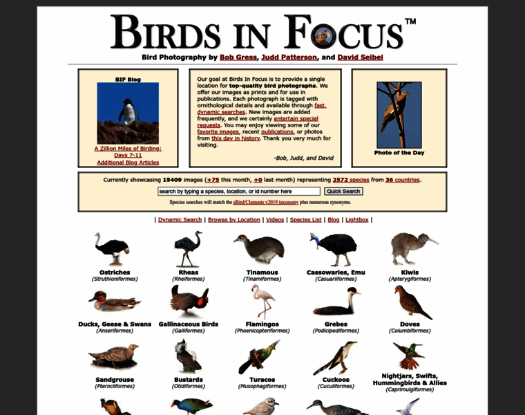 Birdsinfocus.com thumbnail