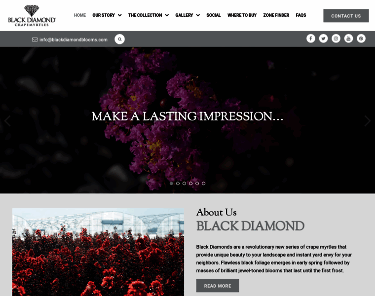 Blackdiamondblooms.com thumbnail