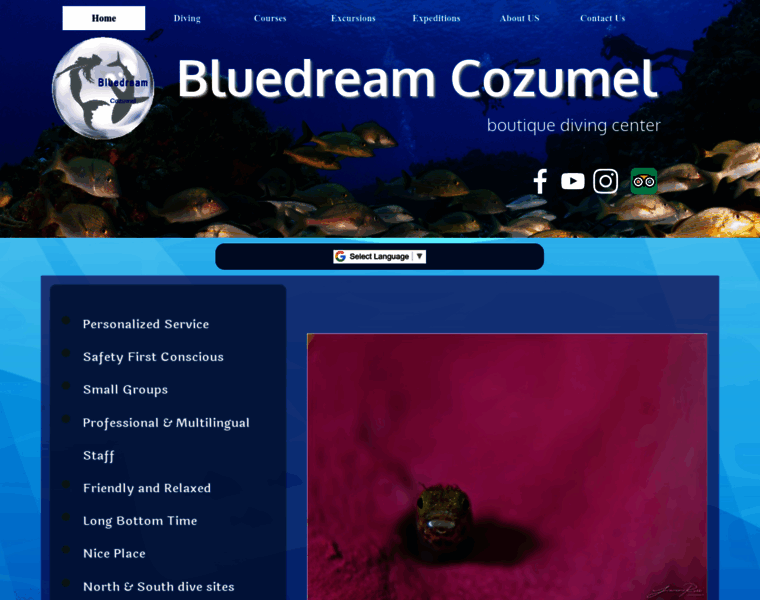 Bluedreamcozumel.com thumbnail