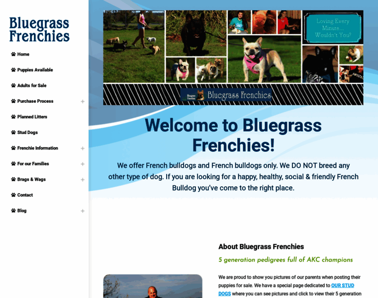 Bluegrassfrenchies.com thumbnail