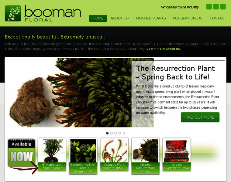 Boomanfloral.com thumbnail