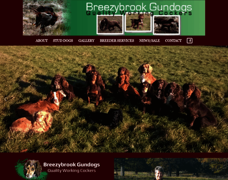 Breezybrookgundogs.co.uk thumbnail
