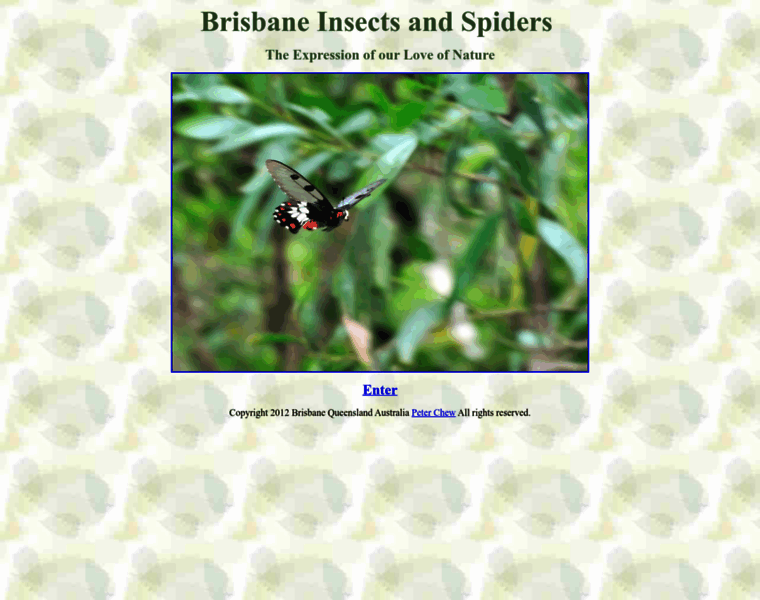Brisbaneinsects.com thumbnail