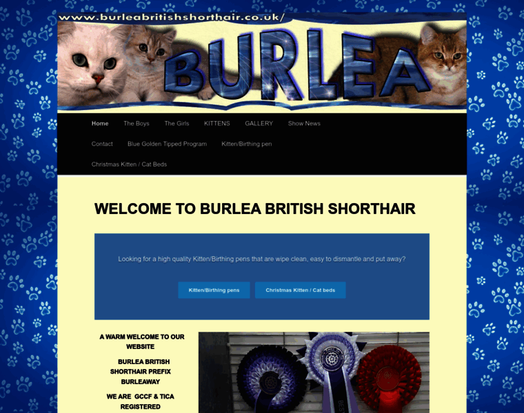 Burleabritishshorthair.co.uk thumbnail