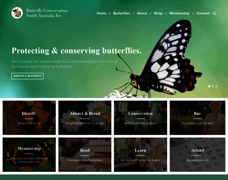 Butterflyconservationsa.net.au thumbnail