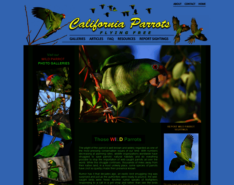 Californiaparrots.us thumbnail