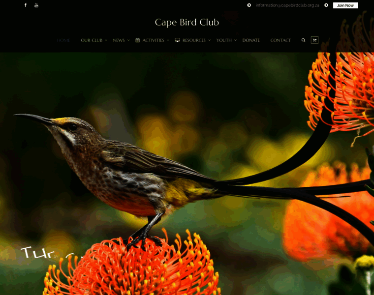 Capebirdclub.org.za thumbnail