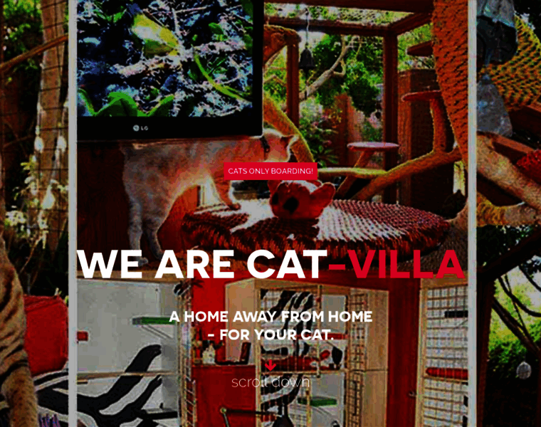 Cat-villa.com thumbnail